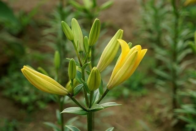 百合花象征什么