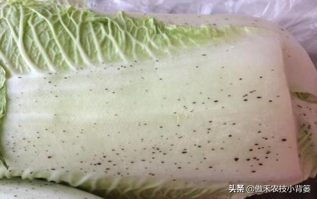 大白菜上的小黑点是啥东西？人能吃吗？啥原因造成的？怎么防治？3