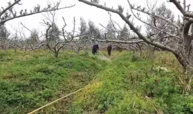 杂草连根除、烂根、死根，这种除草剂是能替代百草枯的理想产品2