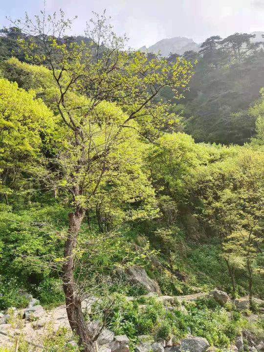 东岳泰山的特点