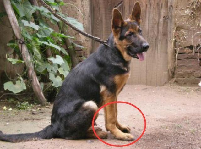 狗狗舔爪子怎么了(狗狗老舔后蹄怎么回事)-艾拉养犬