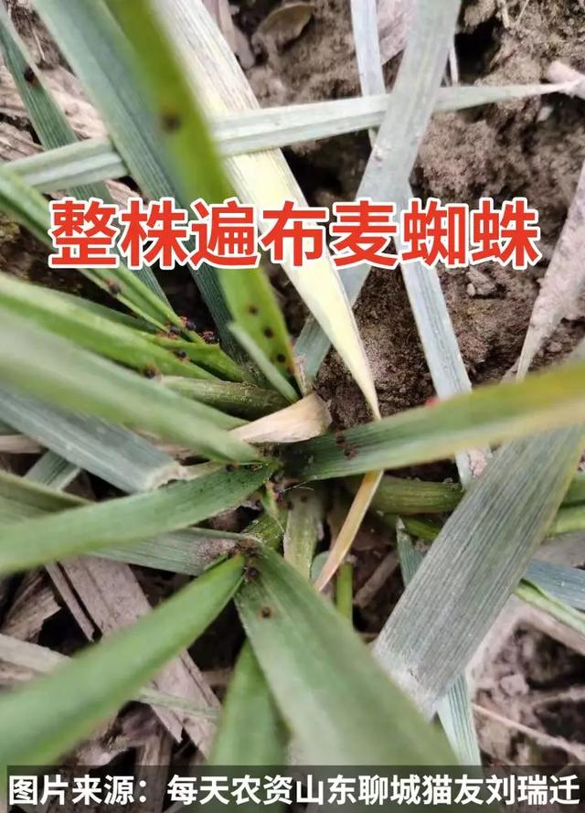 麦田警报！麦蜘蛛大面积爆发，紧急防治1