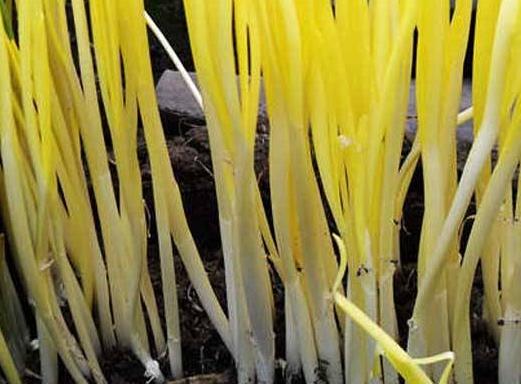 韭黄高产栽培的研究，及病虫害防治技术，掌握好高产很简单