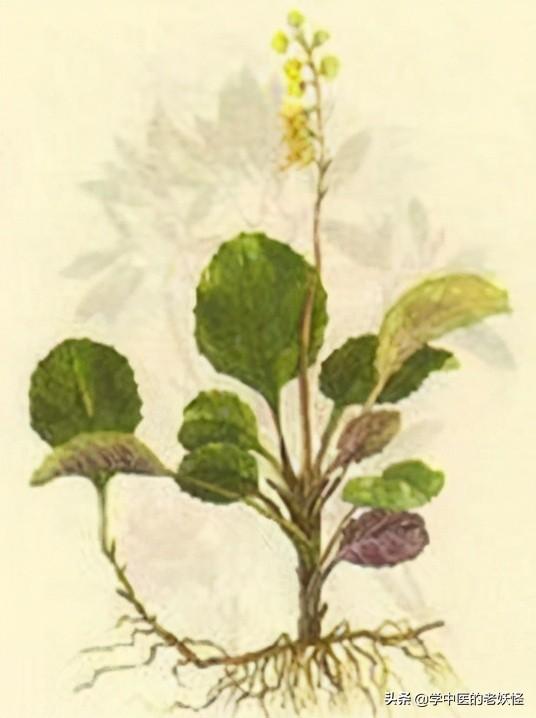 每日一中药——鹿衔草