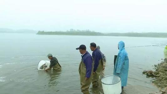 在广东泛滥的“清道夫”，一水库就发现7万多斤，在中国没有天敌