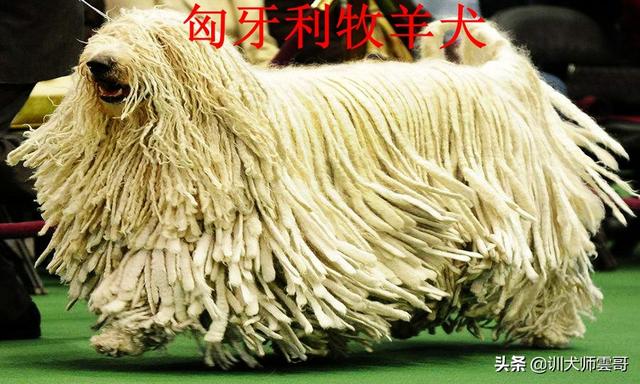 牧羊犬图片