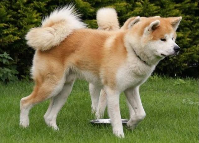 中型犬适合家养的狗(什么中型犬适合家养)