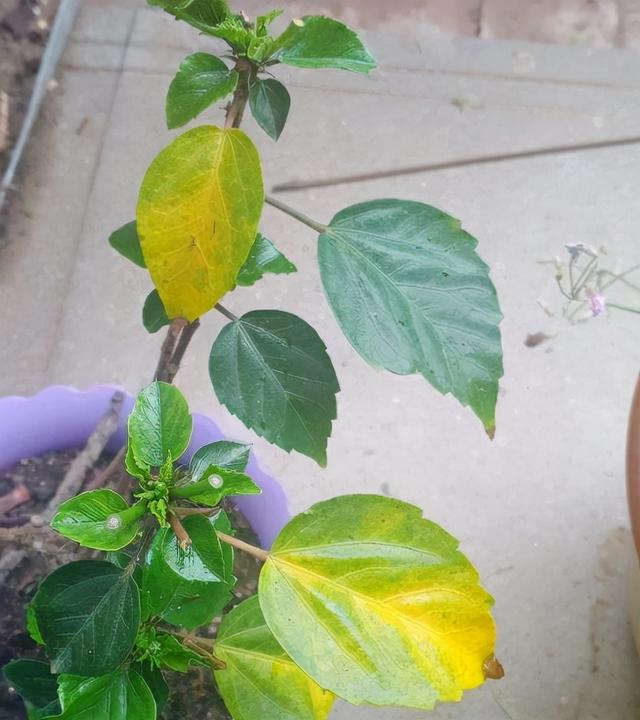 养花肥料大全