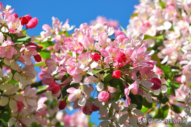 果树开花前和谢花后重点补硼补钙，既能促花促果，又能保花保果5