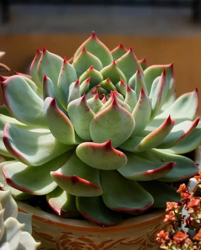 石莲花 石莲花（石莲花图片大全） 生活