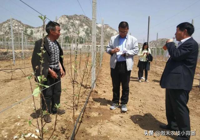 春季苹果萌芽期，要早施肥水、早修剪、早刻芽、早疏蕾、早喷药5