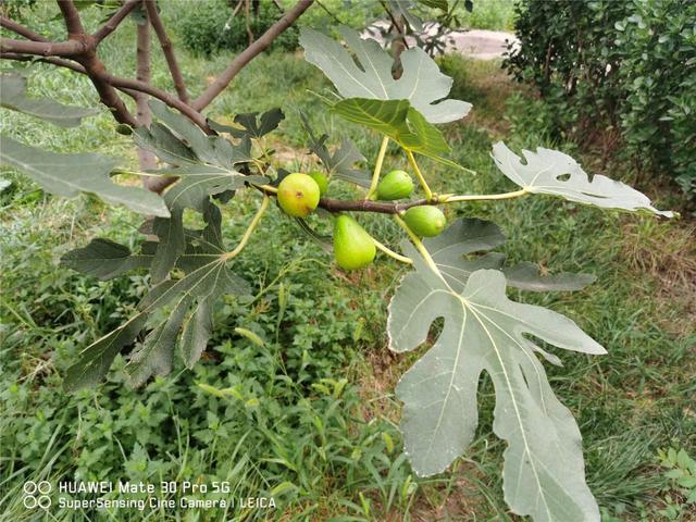 无花果有花吗