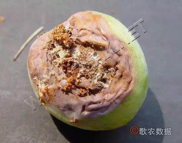 李子树食心虫防治方法！如何提高防治效果5