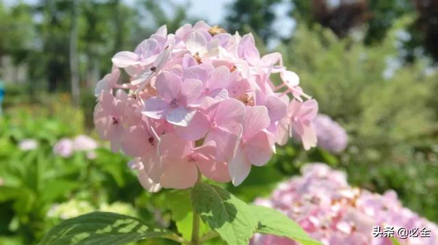 北方宿根花卉 北方宿根花卉（北方宿根花卉有哪些种类） 生活