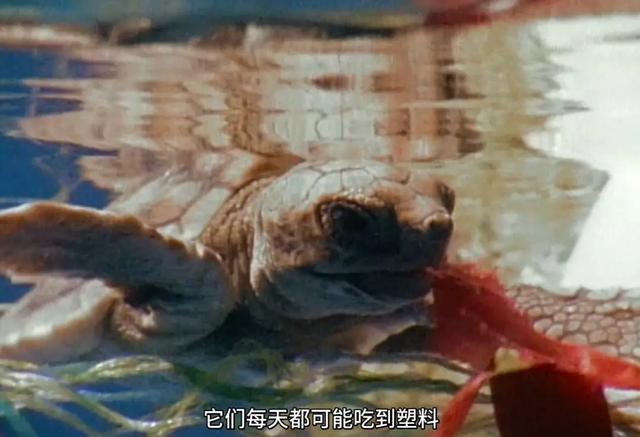 16部超赞自然纪录片，让孩子足不出户看到地球的“真实面目”！