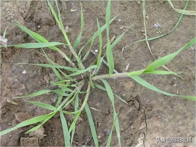 这个药专治麦田节节麦、雀麦等几十种禾本科恶性杂草，除草最彻底3