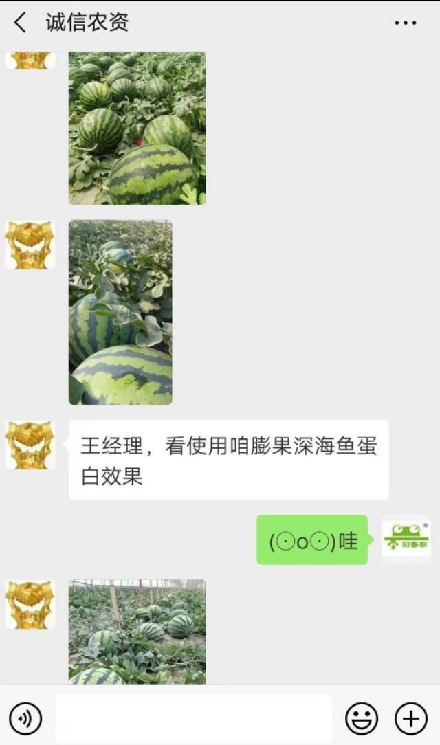 西瓜僵苗怎么办 发生症状 补救措施