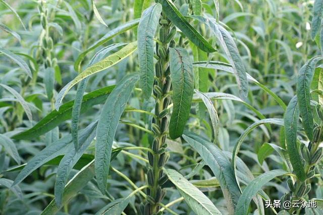 芝麻怕涝，多雨季节需做好预防措施，掌握涝害的补救措施