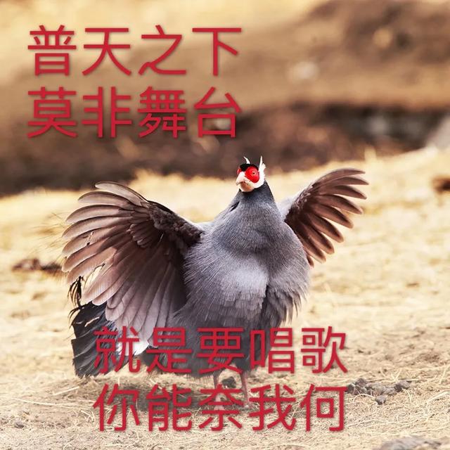 红腹鳜鱼