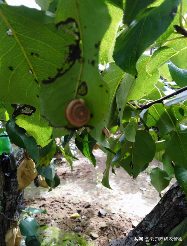 梨树上的蜗牛用什么药防治？梨袋子咬的都是洞了3