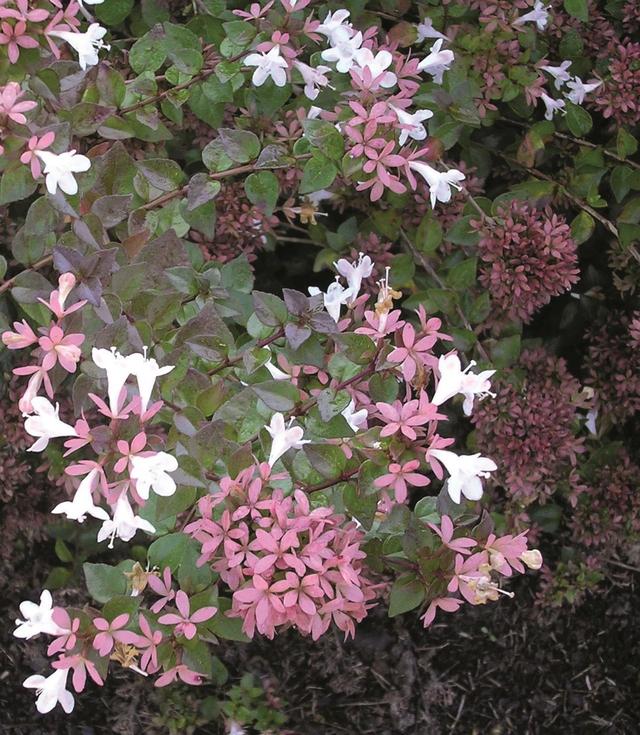 大花六道木(大花六道木球)-正华文库