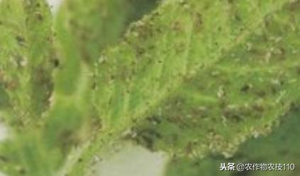 芝麻田怎么除草？怎么进行病虫防治呢？（干货）10