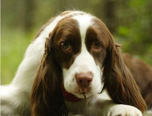 英国跳猎犬