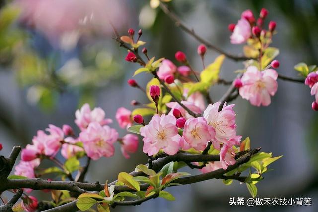 果树开花前和谢花后重点补硼补钙，既能促花促果，又能保花保果8