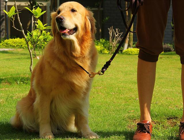 大型犬品種大全帶圖有名的大型犬