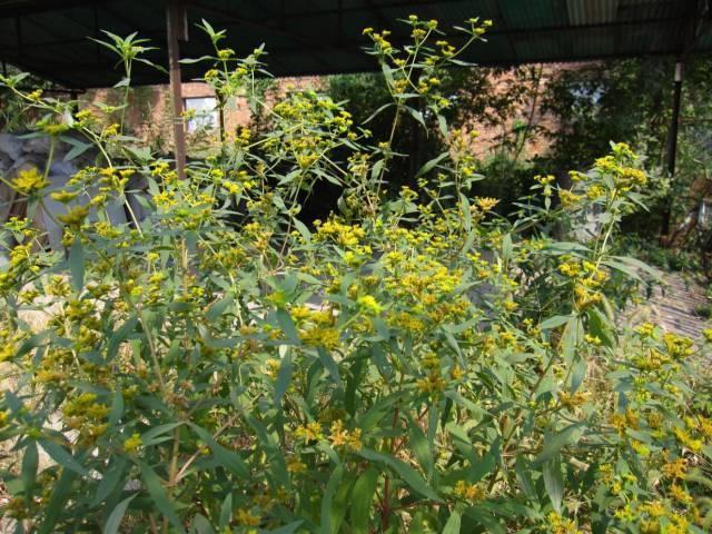 这种植物入侵我国85年，公认为最恶毒的野草，中医却说有药用价值