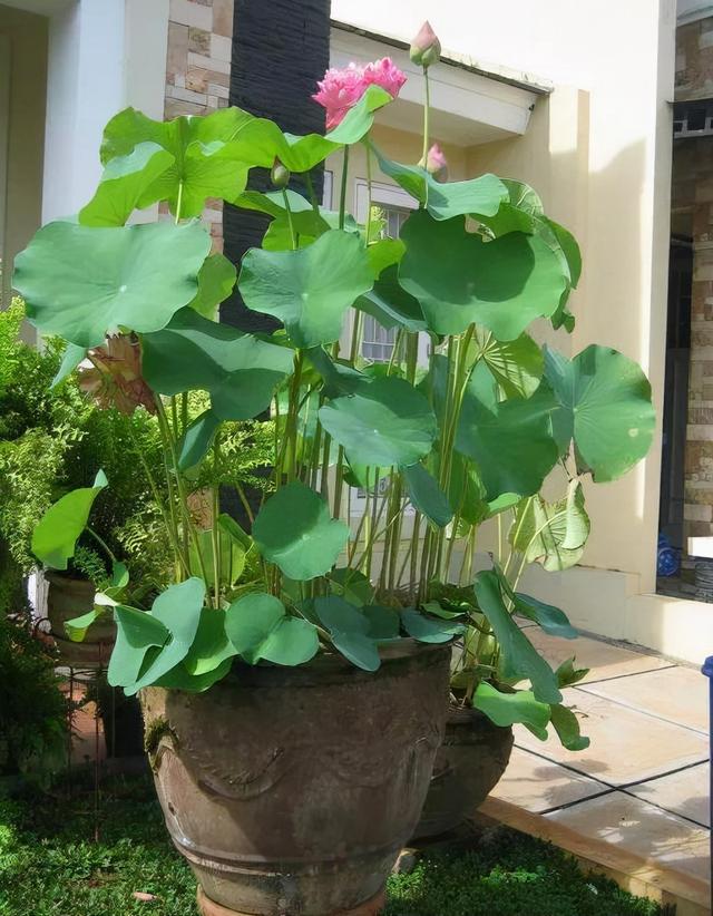 水养植物