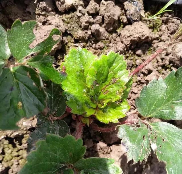 草莓移栽后，小心根茎叶被害虫啃光！要重点防治蓟马、蝼蛄、地蚕2