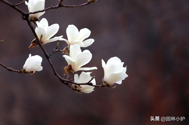 玉兰花什么时候开