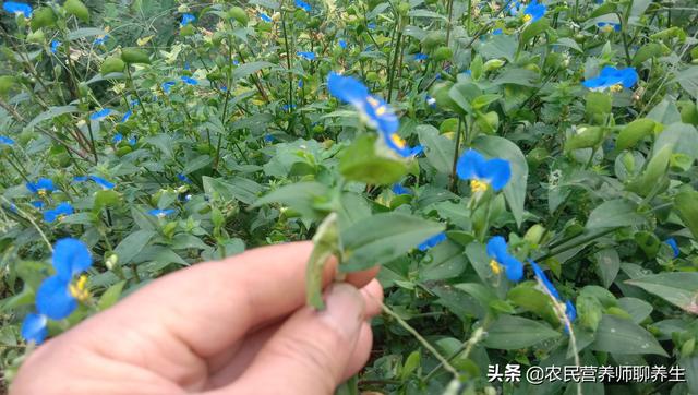 鸭跖草不是饭包草！煮水代茶喝，解决了不少人的烦恼