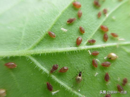 烟叶种植中病虫害防治措施探讨4