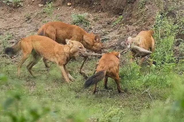 红鼻子是什么动物