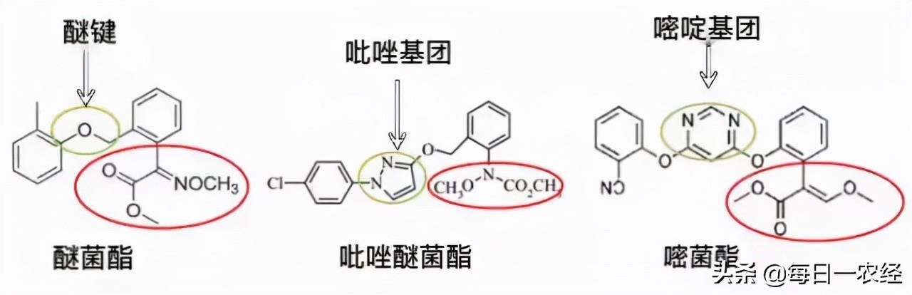 吡唑醚菌酯的作用和效果