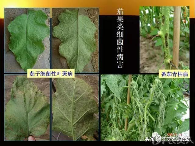 史上最全蔬菜病虫害图谱大全！再也不用请教专家了！4