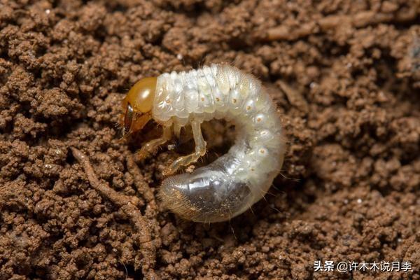 教你清除月季土壤内的虫害。从源头抓起，让月季时刻保持健康2