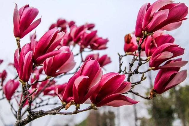 玉兰花花语