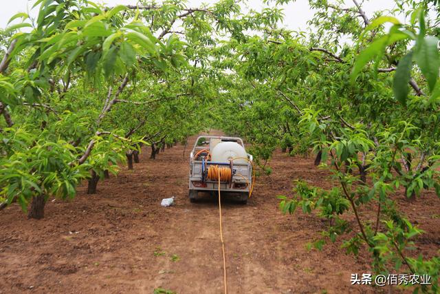 果园除草，农民选择什么样的除草剂，能够做到不伤树不伤根？6