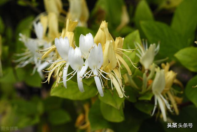 中药清热解毒之金银花