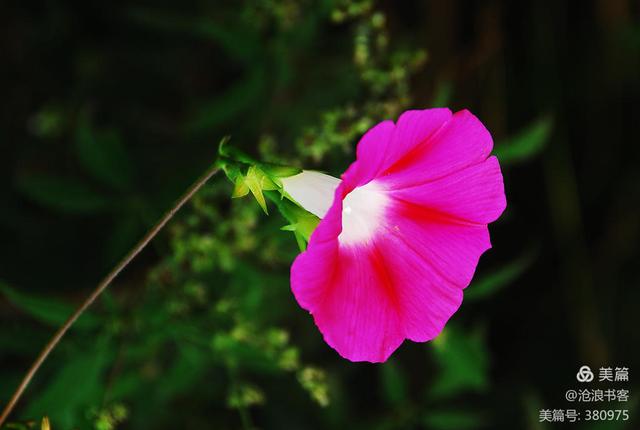 牵牛花的资料