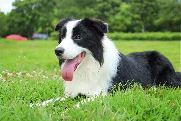 十大聪明犬排名