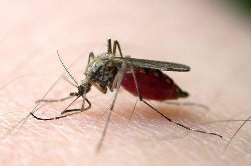 什么蚊子会吸血，什么蚊子会吸血什么蚊子不会吸血