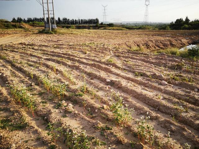 濮阳风化砂洗砂机
