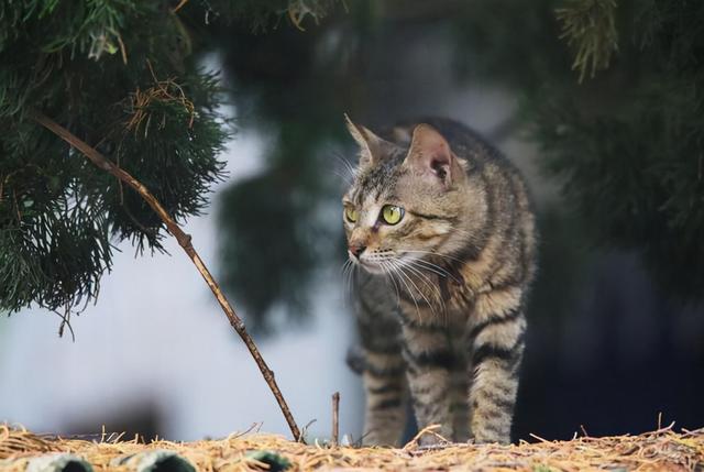 猫咪品种