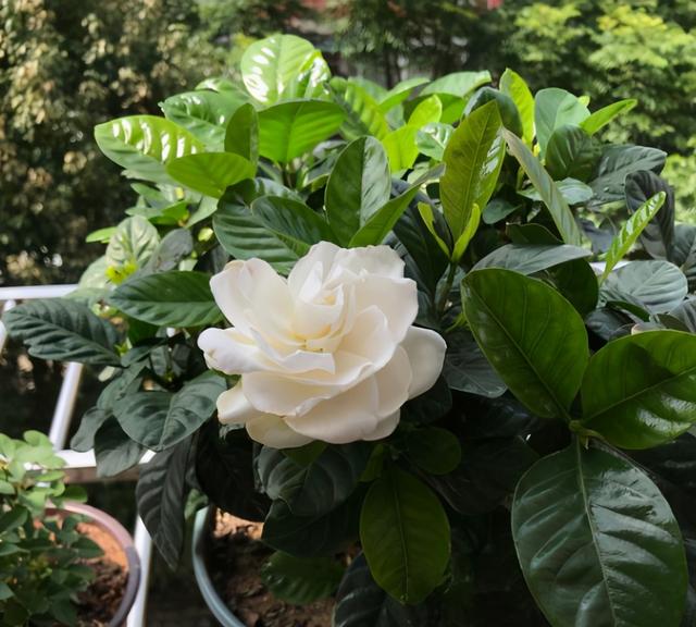 栀子花的养殖方法 栀子花的养殖方法（栀子花的养殖方法和注意事项要怎么养） 生活