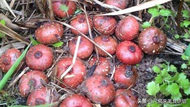 水果名称大全