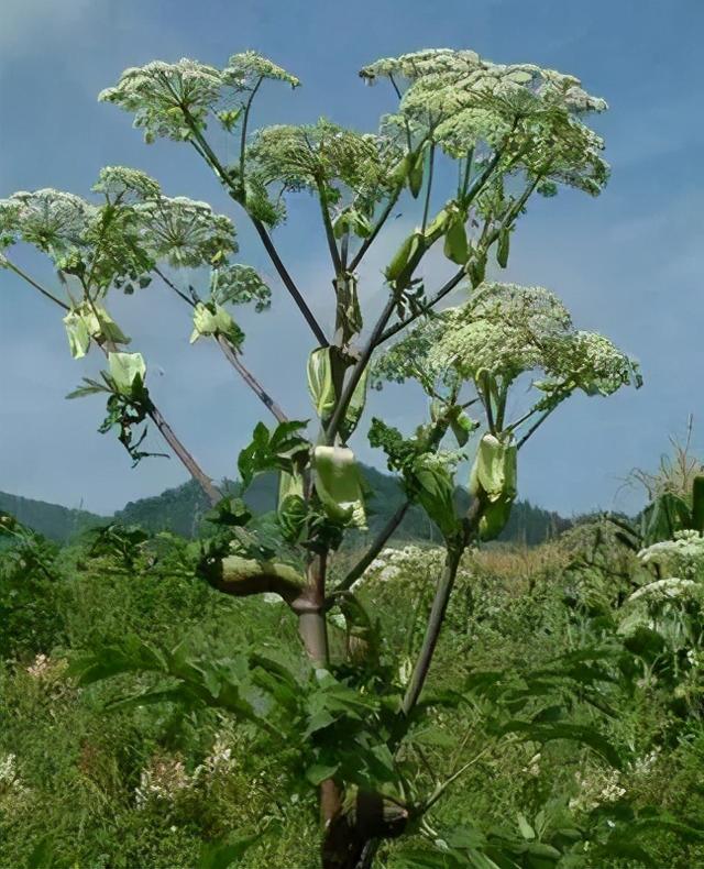 白芷種苗供應 白芷,沒它別做燒雞_農業技術網